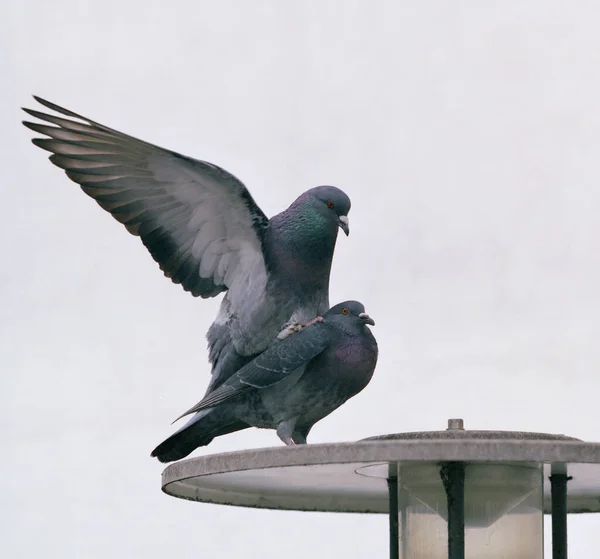 6X7 Agora Melhor Qualidade Varredura — Fotografia de Stock