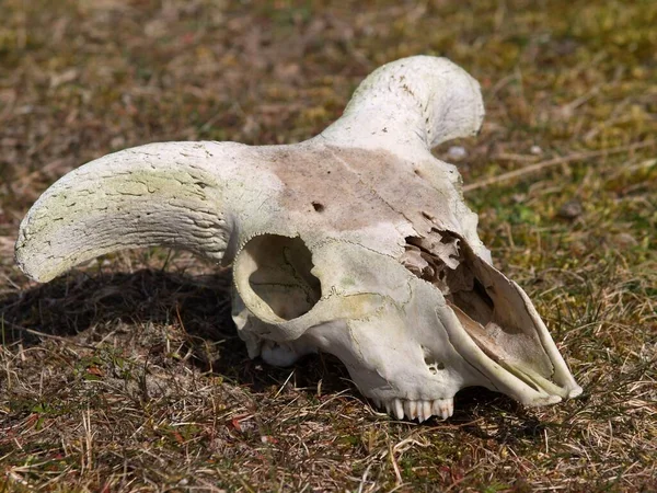 풀밭의 두개골 — 스톡 사진