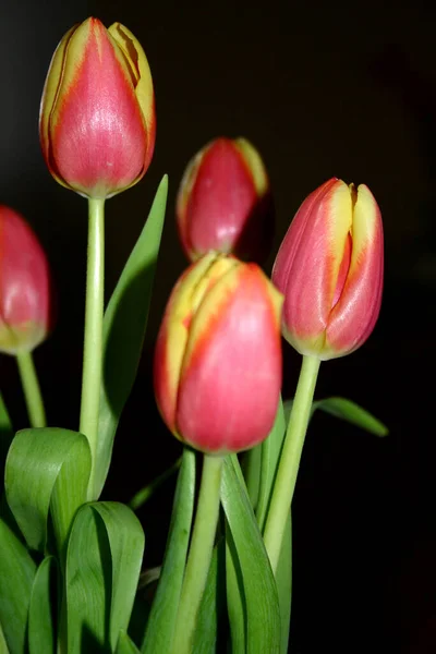 Tulipes Dans Des Couleurs Heureuses — Photo