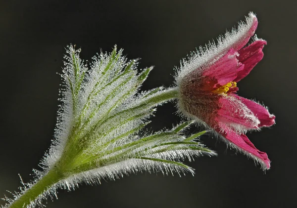 Schilderachtig Uitzicht Prachtig Alpenlandschap — Stockfoto