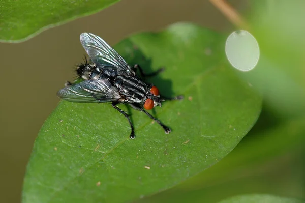 Primer Plano Error Naturaleza Salvaje — Foto de Stock