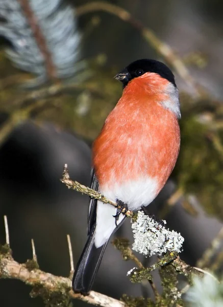 Vacker Utsikt Över Vacker Fågel Naturen — Stockfoto