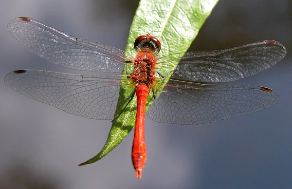 Gros Plan Bug Nature Sauvage — Photo