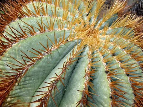 サボテン植物とげのある植物 — ストック写真