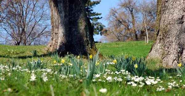 Wiese Ist Ein Offener Lebensraum Oder Feld Bepflanzt Mit Gras — Stockfoto