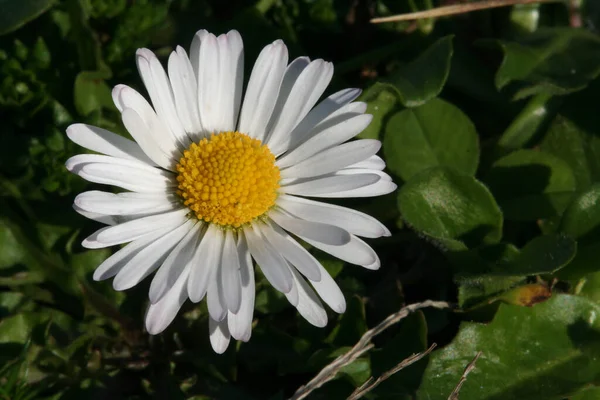 Schöne Blumen Blumiges Konzept Hintergrund — Stockfoto