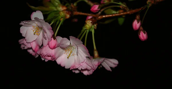 Kirschblüte Blumen Auf Baum — Stockfoto