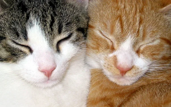 两只猫和一只猫 — 图库照片