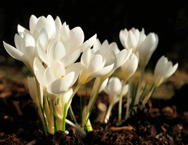 Pétalas Flores Croco Flora Primavera — Fotografia de Stock
