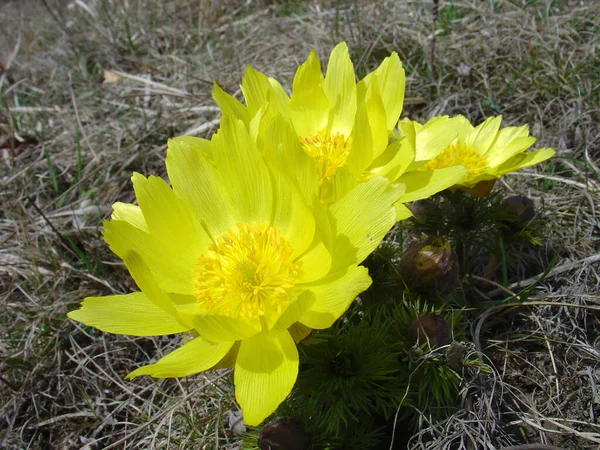 Mooie Bloemen Bloem Concept Achtergrond — Stockfoto