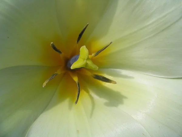 Vista Panorámica Hermosas Flores Tulipán — Foto de Stock