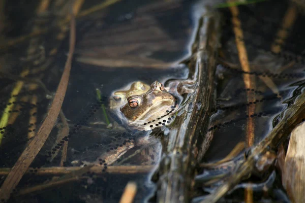 Tření Těchto Zemských Ropuch Brzy Konce — Stock fotografie