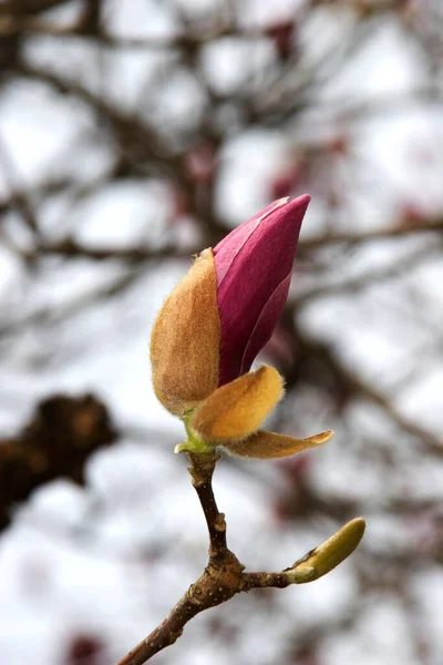 Springtime Magnolia Blossom Flower Petals — Stock Photo, Image