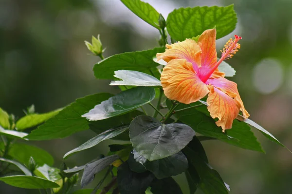 Malownicze Pięknym Kolorowym Kwiatem Hibiskusa — Zdjęcie stockowe