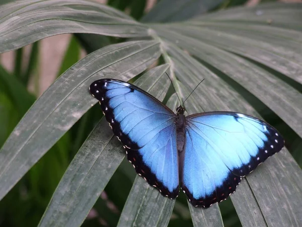 Primer Plano Mariposa Exótica Concepto Salvajismo — Foto de Stock