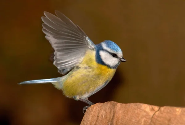 Burung Menonton Lucu Burung Alam Liar — Stok Foto