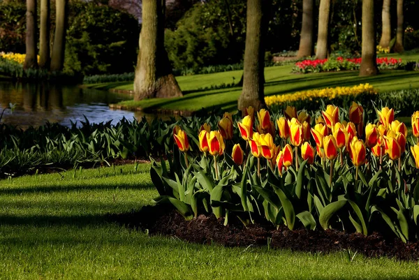 Schöne Botanische Aufnahme Natürliche Tapete — Stockfoto