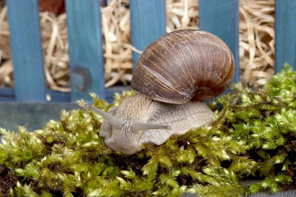 달팽이 끈적끈적 — 스톡 사진