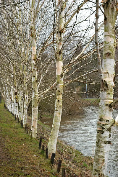 Prachtig Uitzicht Natuur Scene — Stockfoto