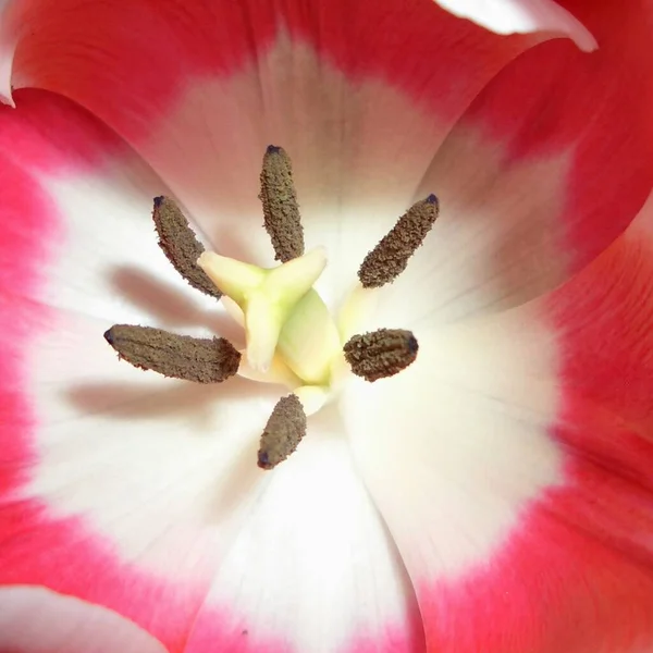 Malebný Pohled Krásné Tulipánové Květy — Stock fotografie