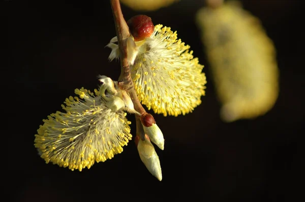 Weidenkätzchen Flora Frühling Flauschige Knospen — Stockfoto