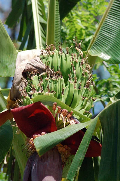 코스타리카에서 재배하고 바나나 — 스톡 사진