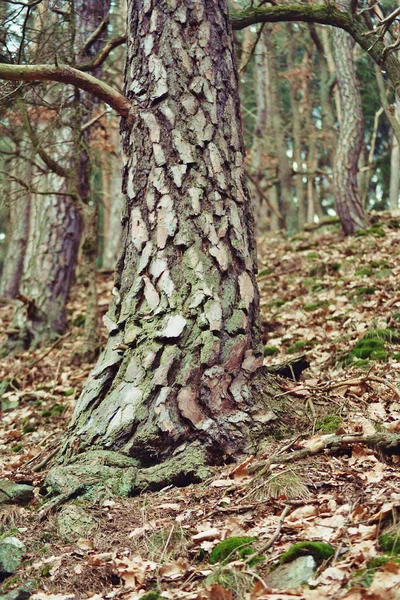 Textura Del Tronco Del Árbol Superficie Corteza — Foto de Stock