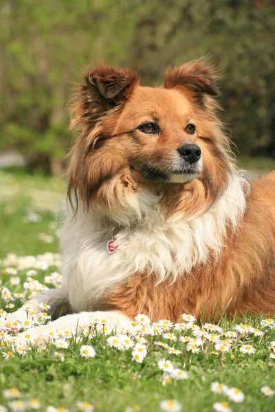 Natuurlijke Achtergrond Selectieve Focus — Stockfoto