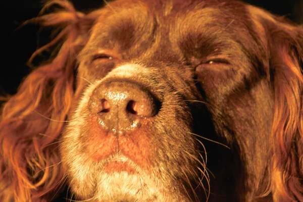 Close Van Een Hond Met Lang Haar — Stockfoto