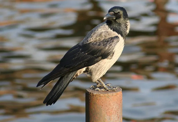 Vista Panorámica Hermoso Pájaro Naturaleza — Foto de Stock