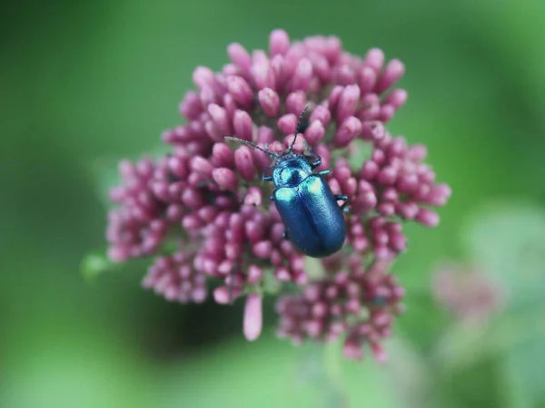 Blue Beetle Flower — Stock Photo, Image