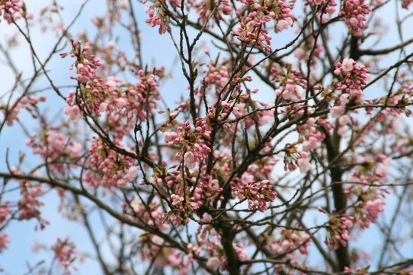 花的花序 — 图库照片