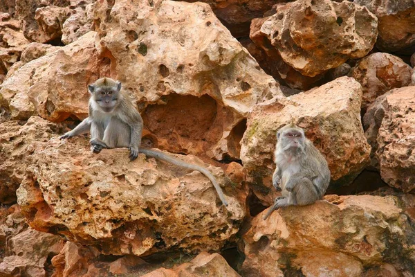 Monyet Hewan Hidup Alam Fauna — Stok Foto