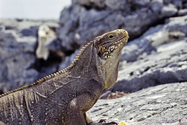 Wild Iguana Reptilian Animal — Stock Photo, Image