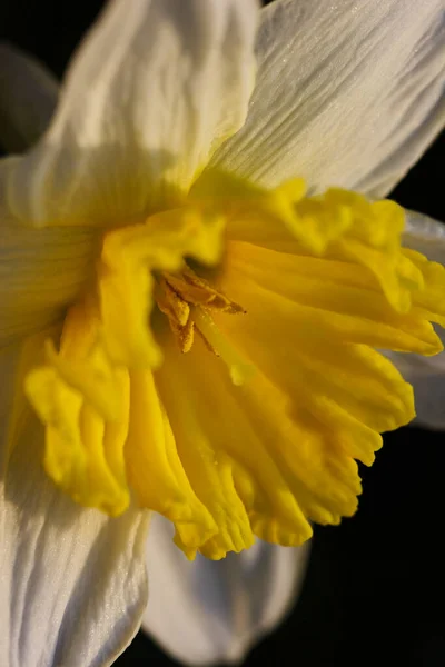 Påsklilja Narcissus Blommor Kronblad — Stockfoto