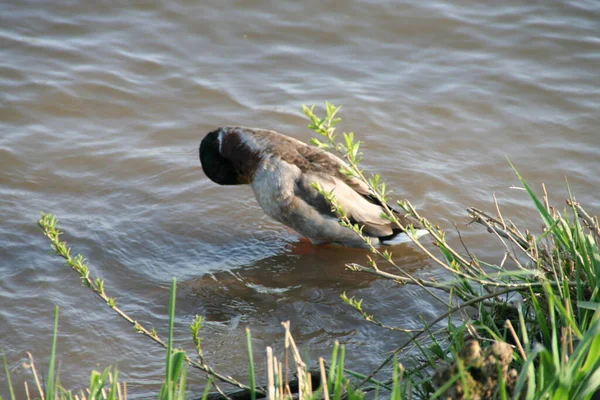 Vogelbeobachtung Niedlicher Vogel Wilder Natur — Stockfoto