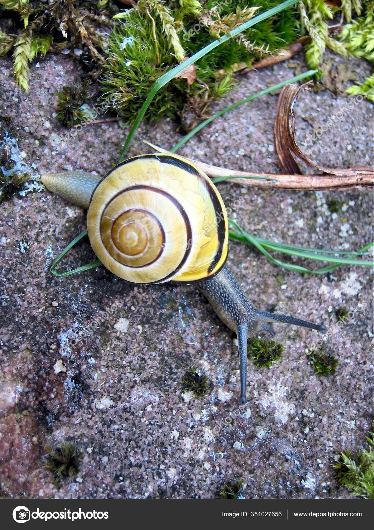Caracol Árbol — Foto de stock © PantherMediaSeller 351027656