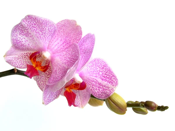 Красиві Квіти Квітковий Концепт Фону — стокове фото