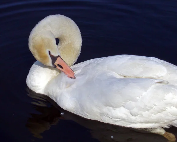 Vista Aswanscenic Cisne Majestoso Natureza — Fotografia de Stock