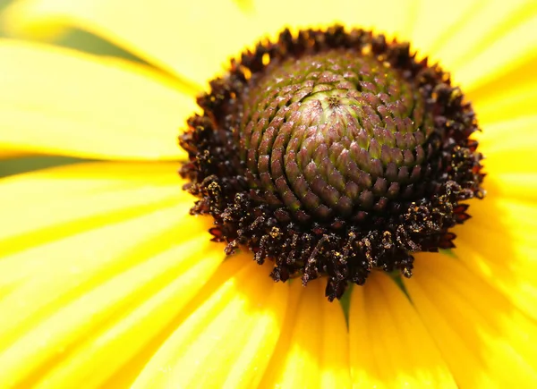 Gele Zonnebloemblaadjes Flora — Stockfoto