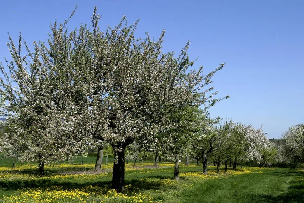 Természet Cseresznyefa — Stock Fotó