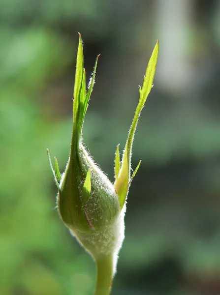 Piękne Botaniczne Ujęcie Naturalna Tapeta — Zdjęcie stockowe