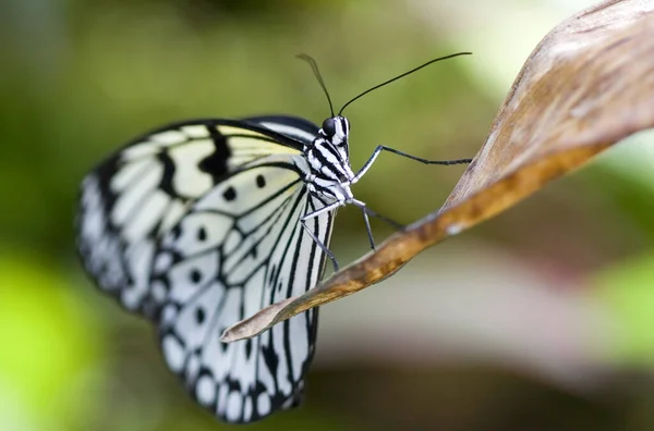 Flora Mariposa Hermoso Insecto — Foto de Stock