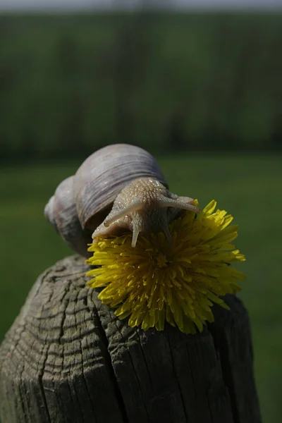 Caracol Vinha Hélice Castanha Pomatia — Fotografia de Stock