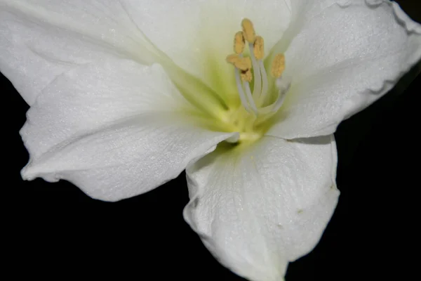 Bel Colpo Botanico Carta Parati Naturale — Foto Stock