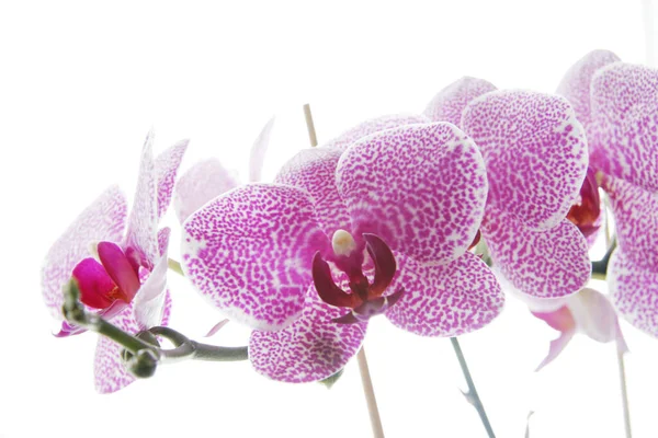 Tavasz Orchidea Virágok Virágzik — Stock Fotó