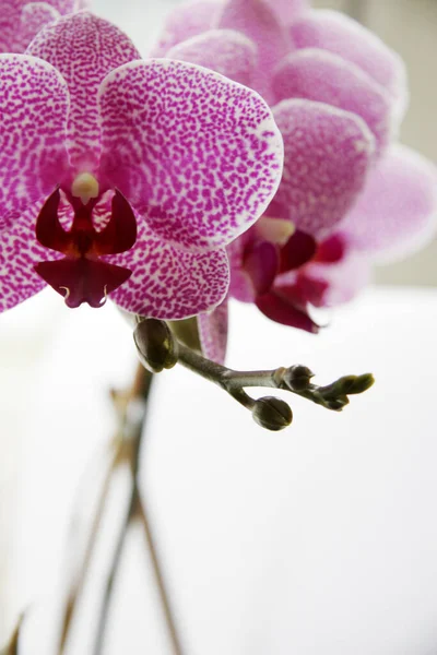 Tavasz Orchidea Virágok Virágzik — Stock Fotó