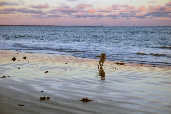 Avustralya Resmî Adıyla Avustralya Cumhuriyeti Avustralya Nın Tazmanya Adasının Anakarasını — Stok fotoğraf