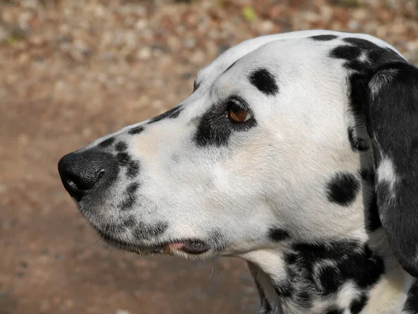 Can Actually Sit Still Priema Don Look Eyes — Stock Photo, Image