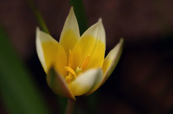 Vista Cênica Belas Flores Tulipa — Fotografia de Stock